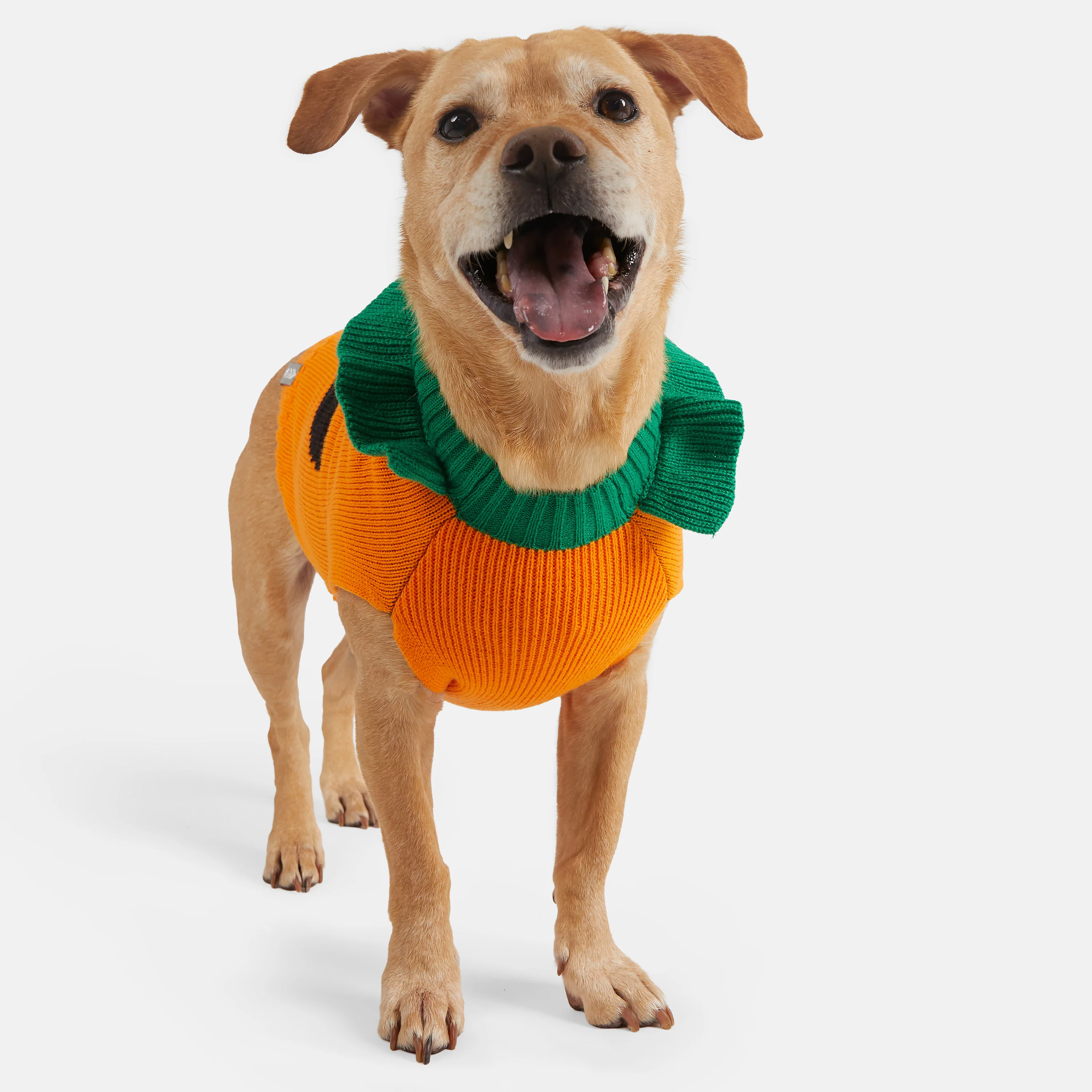 Dog Halloween Sweater - Image 11