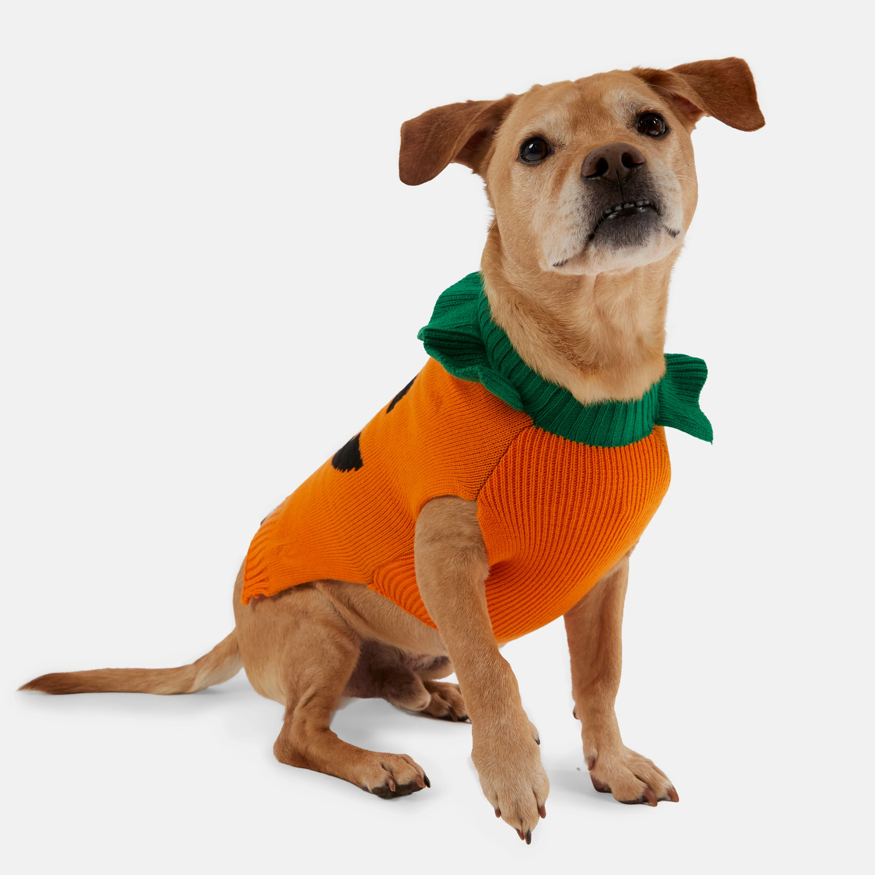 Dog Halloween Sweater - Image 12