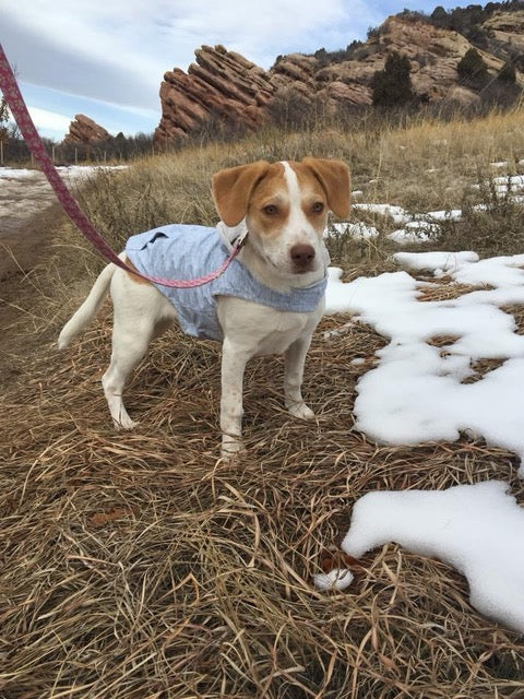 Dog Raincoat - Image 9